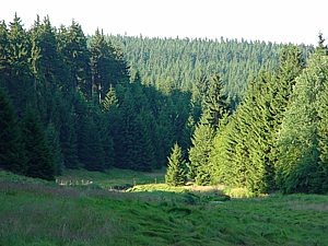 im Schwarzwassertal